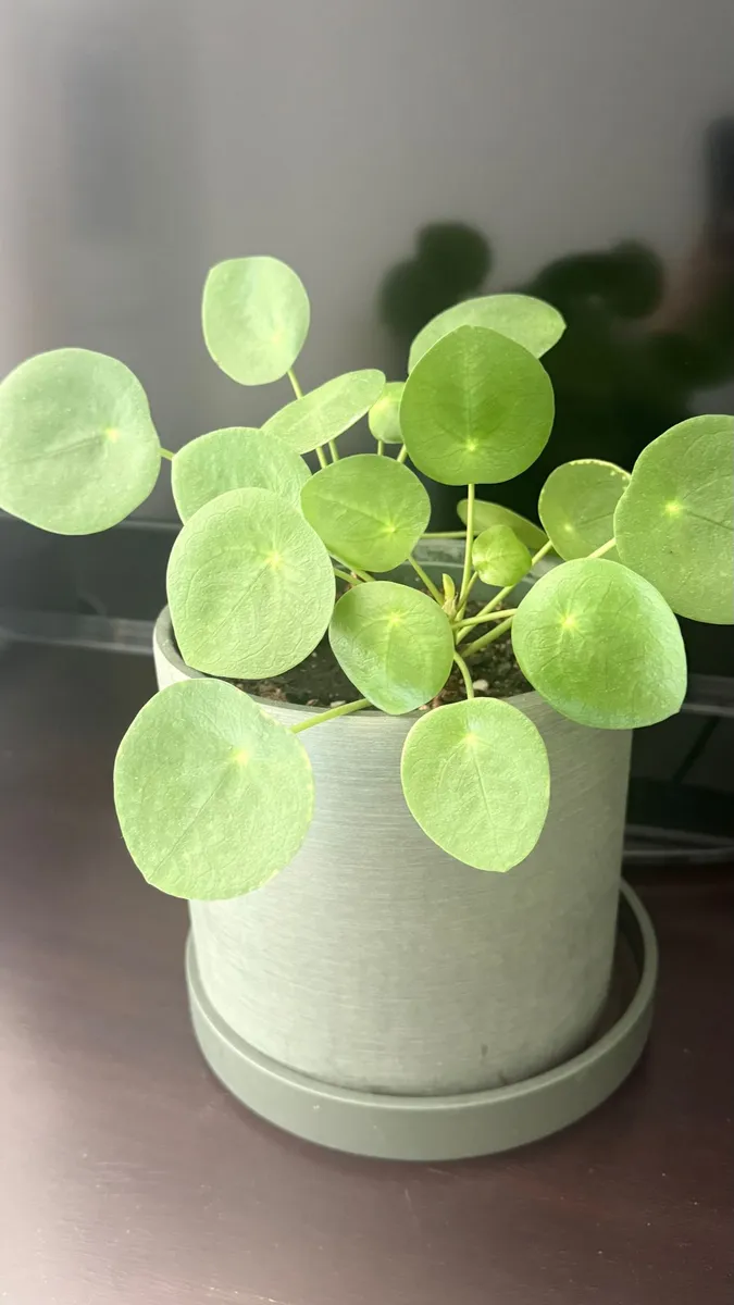 Chinese Money Plant